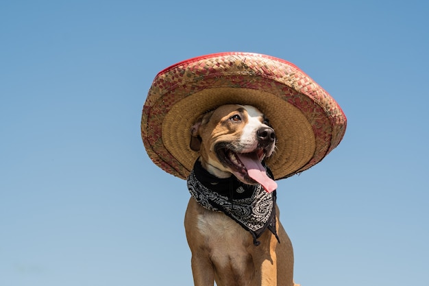 Premium Photo | Lovely dog in mexican hat as a western style bandit of