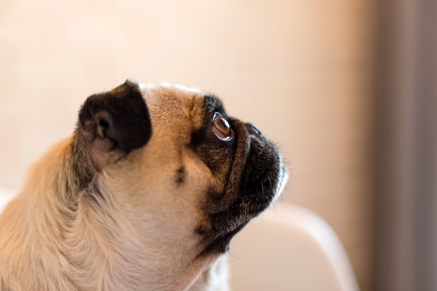 素敵な面白い白いかわいいパグ犬が食べ物を待っている悲しい顔をクローズアップ 目の選択的な焦点 プレミアム写真