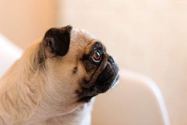 素敵な面白い白いかわいいパグ犬が食べ物を待っている悲しい顔をクローズアップ プレミアム写真