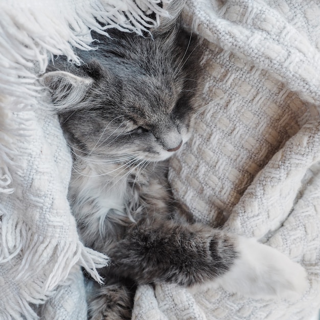 Premium Photo | Lovely, gray, fluffy kitten gently asleep