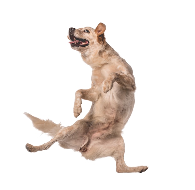 幸せのためにジャンプする素敵な雑種犬 プレミアム写真