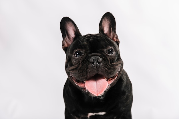 Premium Photo | Lovely pets composition with bulldog