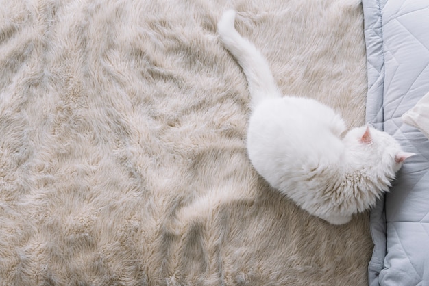 Lovely pets composition with sleepy white cat Free Photo