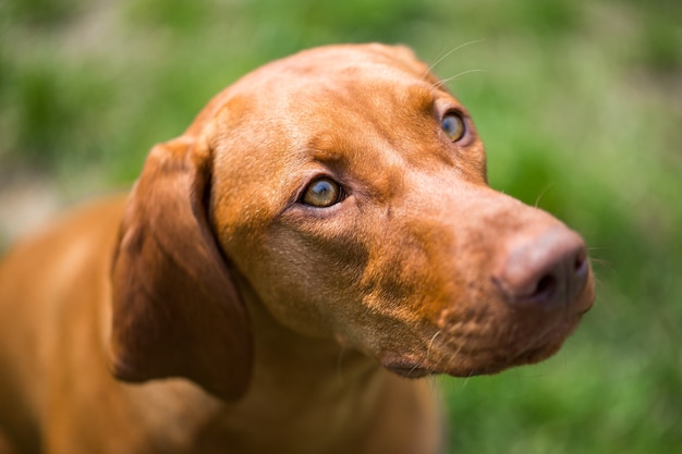 Premium Photo | Lovely portrait of brown-mixed dog