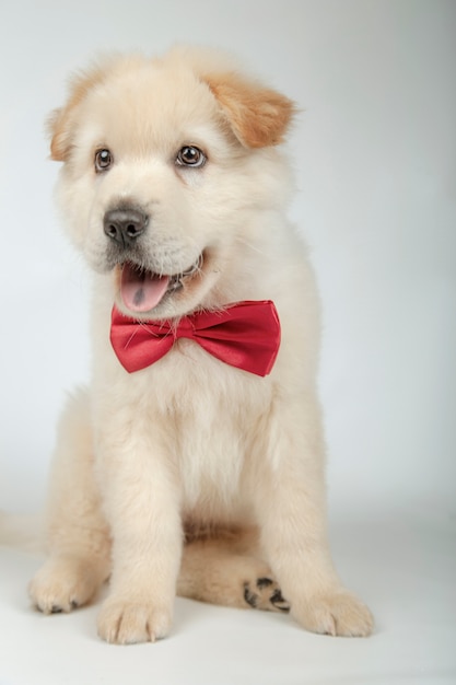 puppy with bow tie