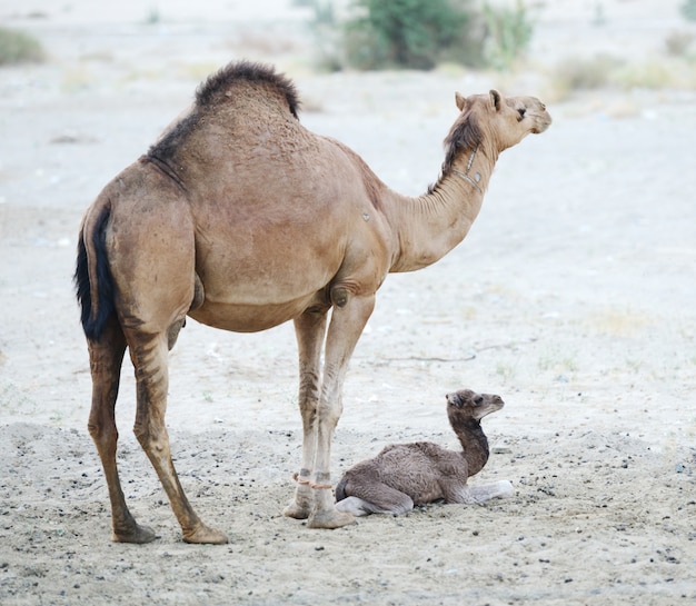 愛するラクダの母と赤ちゃん プレミアム写真