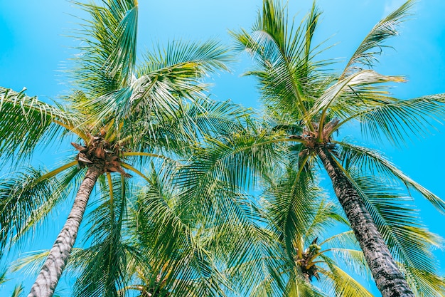 Low Angle Shot Of Beautiful Coconut Palm Tree On Blue Sky Free Photo