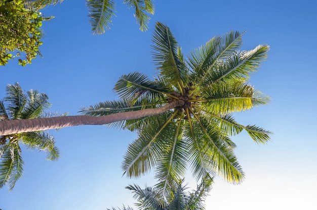 Low angle shot of beautiful tropical palms under the sunny sky | Free Photo