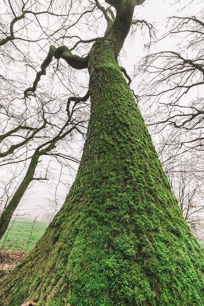 暗い空と森の中の巨大な木のローアングルショット 無料の写真