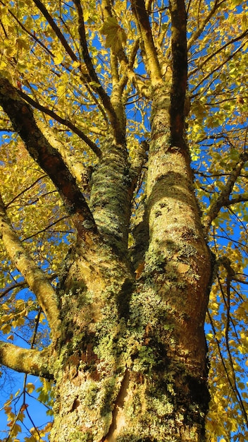 青い空を背景に黄色の紅葉と木の幹のローアングルショットを葉します 無料の写真