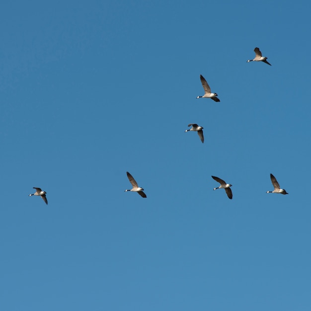 Premium Photo | Low angle view of birds flying in the sky, kenora, lake ...