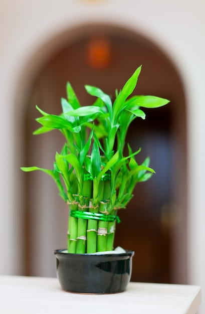Lucky bamboo  plant in pot  Photo Free Download
