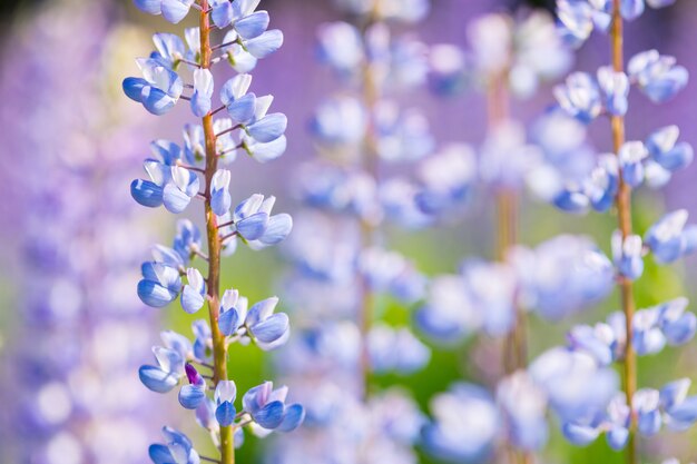 青 ピンク 紫の花を持つ夏の畑でルピナスの花 Lupinus Polyphyllus プレミアム写真