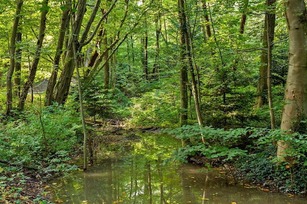 Premium Photo | Lush green swamp and tropical forest scene.