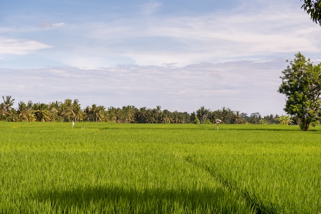 Premium Photo | Lush tropical rice fields in summer