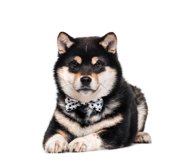 Premium Photo | Lying down shiba inu dog wearing a bow tie