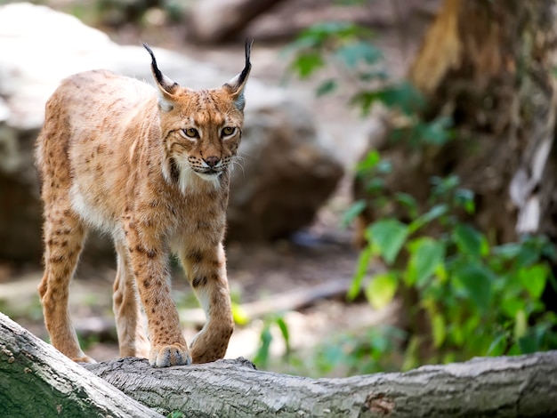 Premium Photo | Lynx in the forest