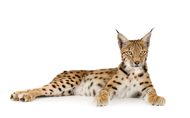 Premium Photo | Lynx in front of a white background