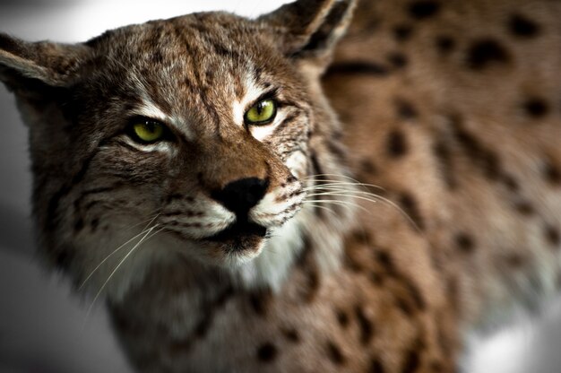 Lynx taxidermy | Free Photo
