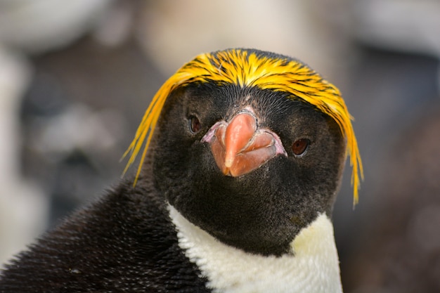 南極のマカロニペンギンの肖像画 プレミアム写真