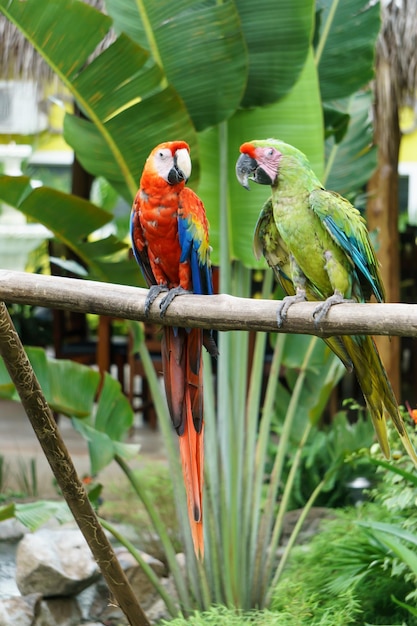 Premium Photo | Macaw parrots in nature