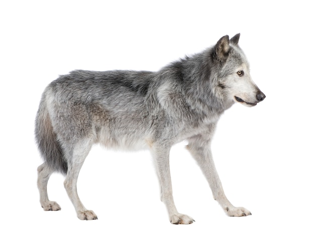 Premium Photo | Mackenzie valley wolf with 8 years. - canis lupus ...