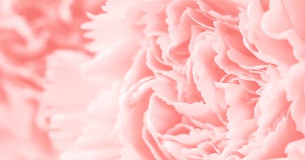 Premium Photo | Macro carnation flower soft background coral color style