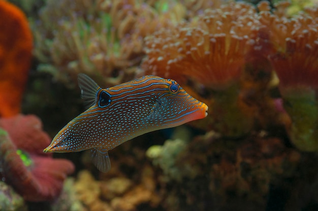 Premium Photo | Macro close up of hawaiian blue pufferfish. marine fish