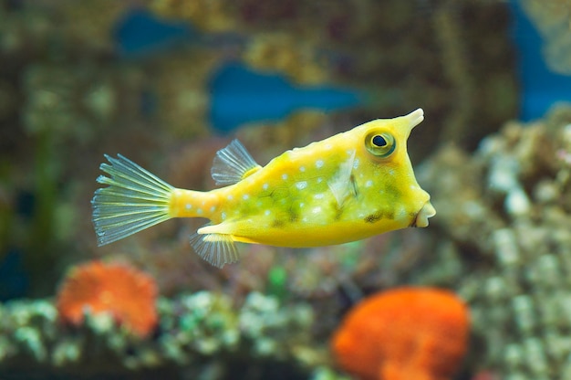 Premium Photo | Macro close up of longhorn cowfish. marine fish