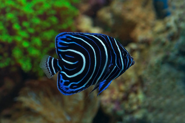 Macro close up of blue ring angelfish. marine fish Photo | Premium Download