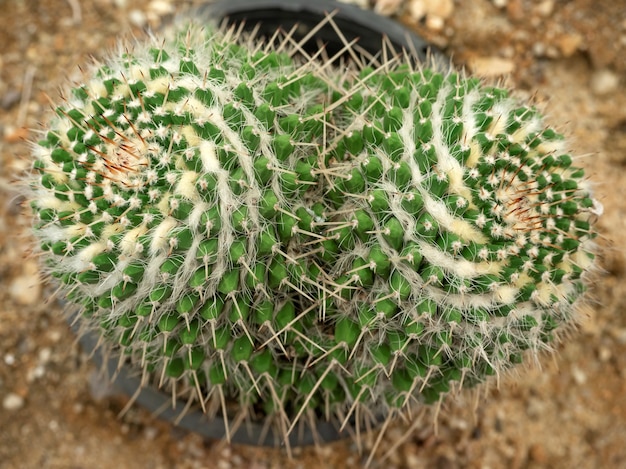 Macro closeup couple of tropical mammillaria geminispina cactus in soil garden Premium Photo