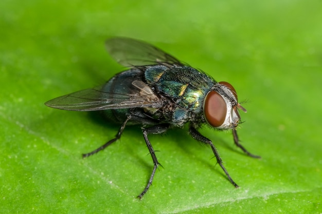 Premium Photo | Macro fly