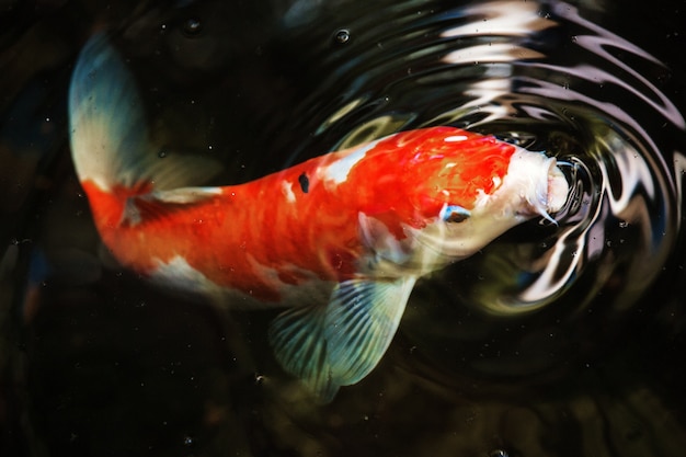 Free Photo Macro Of Koi Fish