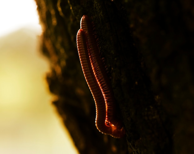 Free Photo | Macro of millipede phylum arthropoda animal