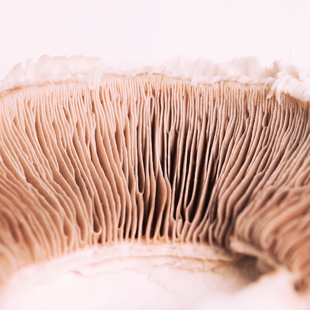 Free Photo Macro Mushroom Texture