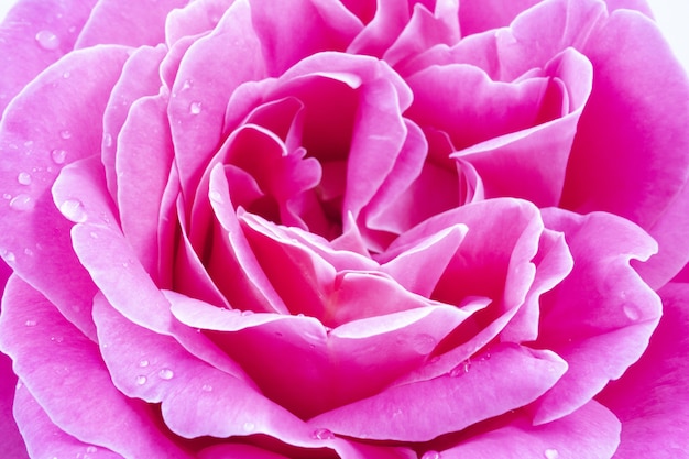 水滴と美しいピンクのバラのマクロ 無料の写真