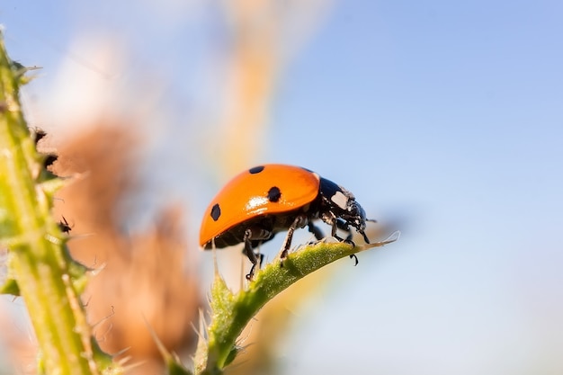 アブラムシを食べるバーベナの葉のてんとう虫 Coccinella Magnifica のマクロ プレミアム写真