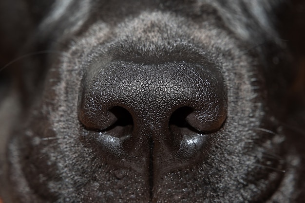 Premium Photo | Macro photo, black labrador nose close-up (selective focus)