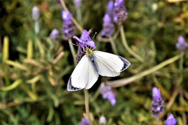 英語のラベンダーの花に白い蝶のマクロ写真撮影 無料の写真