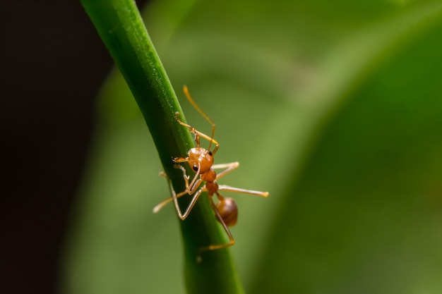 Premium Photo | Macro red ants on plants