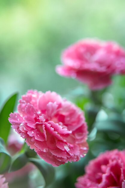 Premium Photo Macro Shot Of Beautiful Pink Carnation Flowers