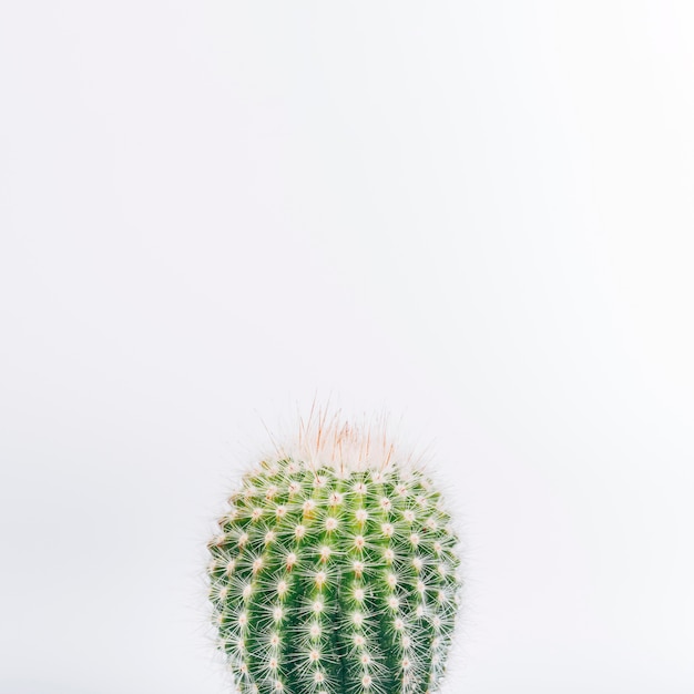 Macro shot of cactus plant isolated on white background Free Photo