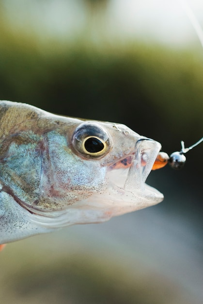 macro fish and consume bait