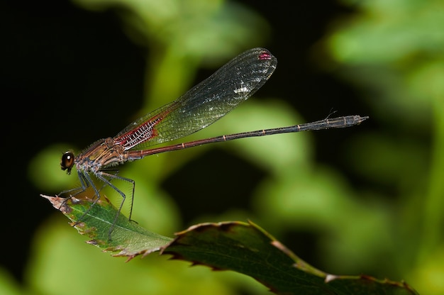 背景がぼやけている緑の植物のトンボのマクロ撮影 無料の写真