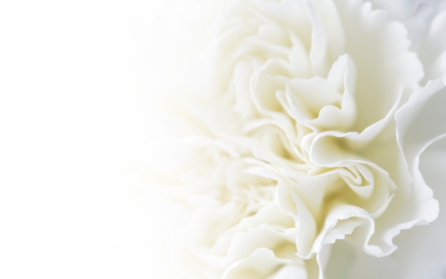 Premium Photo | Macro white carnation flower background with copy space