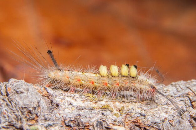 Premium Photo | Macro worm on a branch