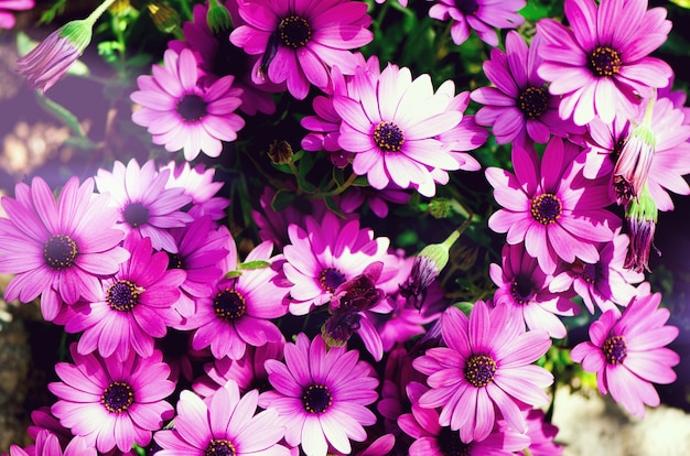 Premium Photo | Magenta bicolour, pericallis hybrid background. violet ...