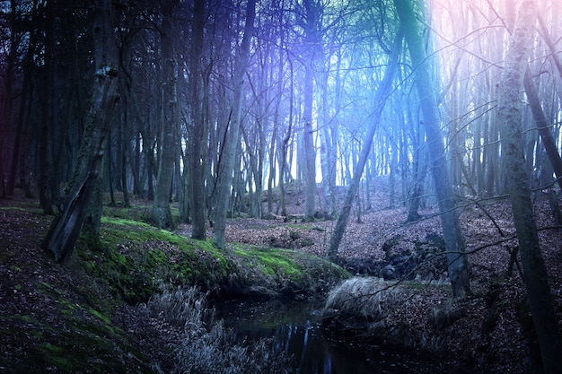 魔法の暗い謎の森 無料の写真