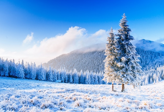 Magical winter snow covered tree Premium Photo