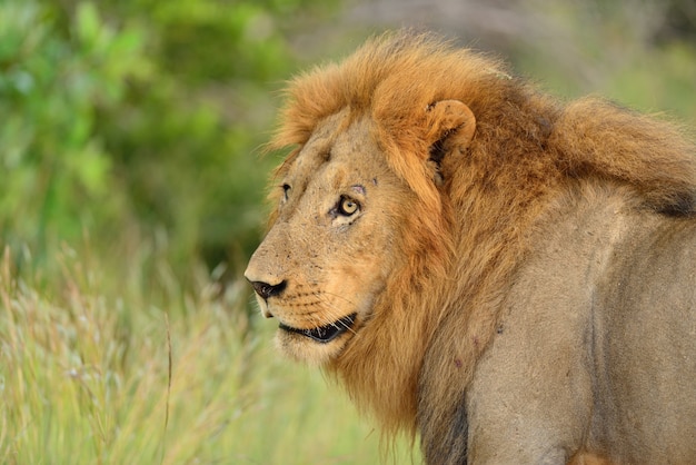 Free Photo | Magnificent lion in the middle of a field covered with ...